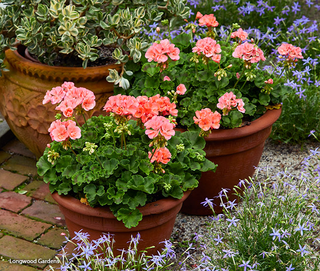 salmon zonal geraniums in terra-cotta pots in the garden: No matter what color you choose, you can't go wrong with the traditional look of zonal geraniums in terra-cotta pots.