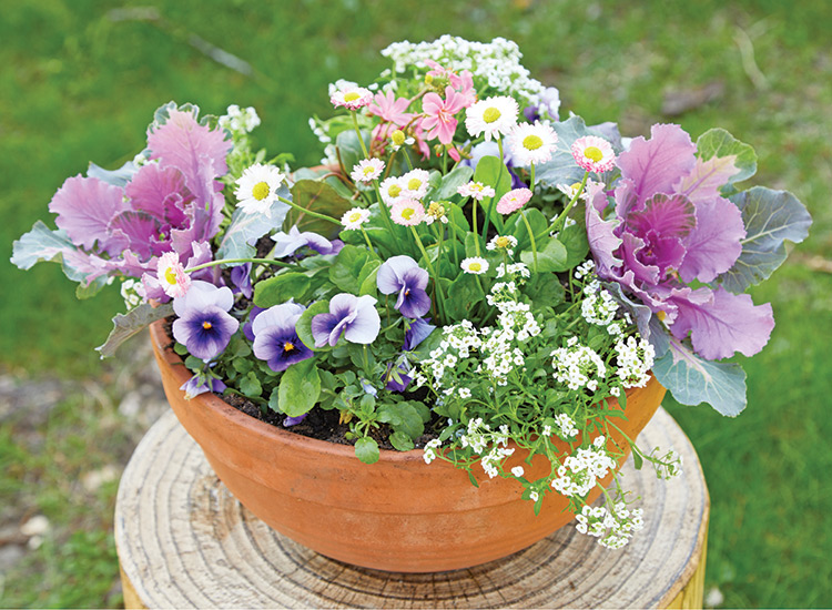 Small terra cotta planter with pansy, alyssum and kale: Try planting tabletop containers to dress up your favorite garden hangout spots.
