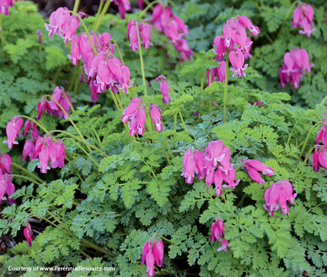 Fernleaf bleeding heart  (Dicentra ‘King of Hearts’)