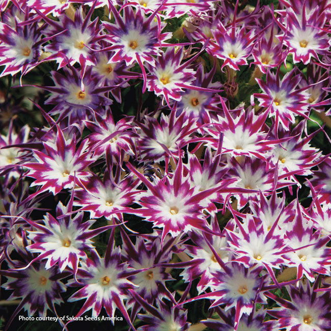 Annual phlox: Less common cultivars of annual phlox, like this Popstars Purple with Eye, are hard to find as plants in garden centers, but available as seed.