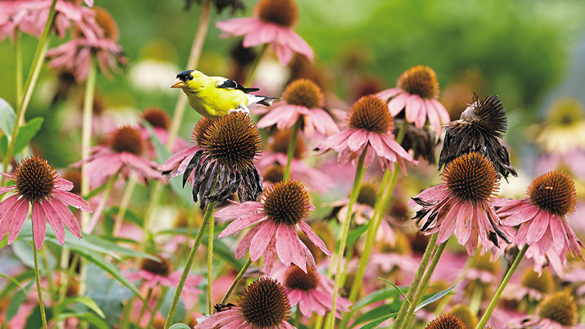 gardening-for-birds-pv: In many parts of North America, American goldfinches remain year-round, so leaving seedheads on the plant will keep them coming back to your yard.