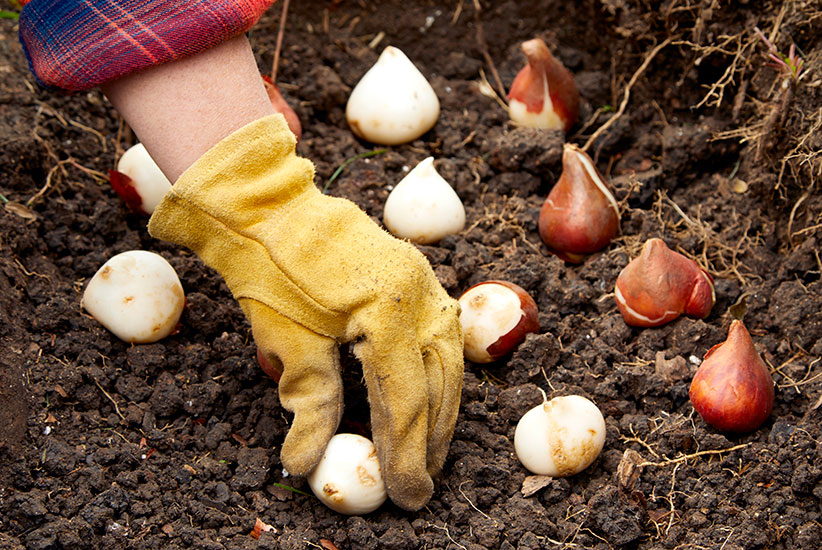 fall-checklist-plant-bulbs: Plant spring-blooming bulbs like tulips in midfall.