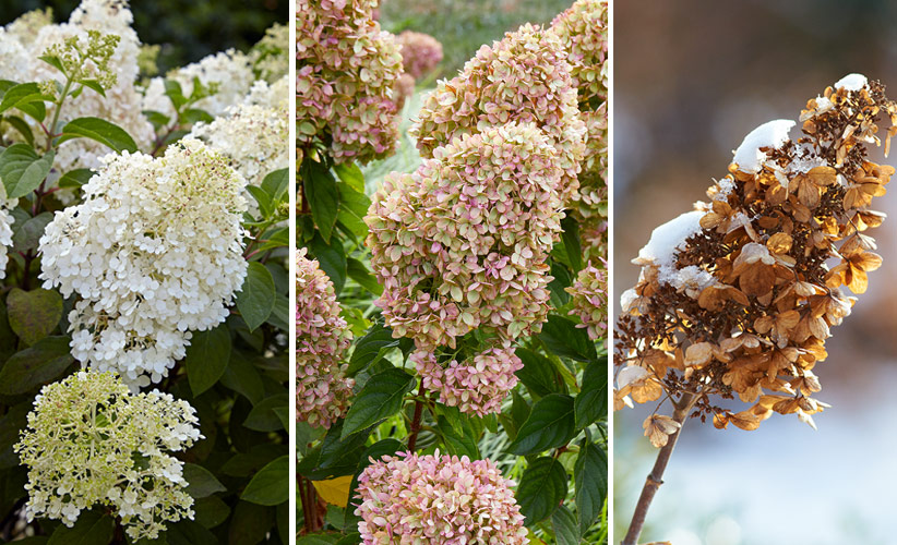 panicle-hydrangeas-for-your-garden-Multiseason-interest: Panicle hydrangeas look good throughout the seasons, even winter!