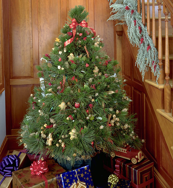 Live Christmas tree care tips: Decorating a live tree is a classic holiday tradition.