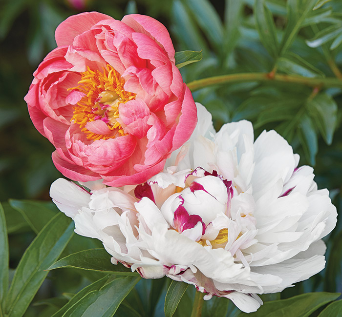 Coral Charm and Candy Heart Peonies:  ‘Coral Charm’ and ‘Candy Heart’ are two stunning peony varieties that bloom in midseason.