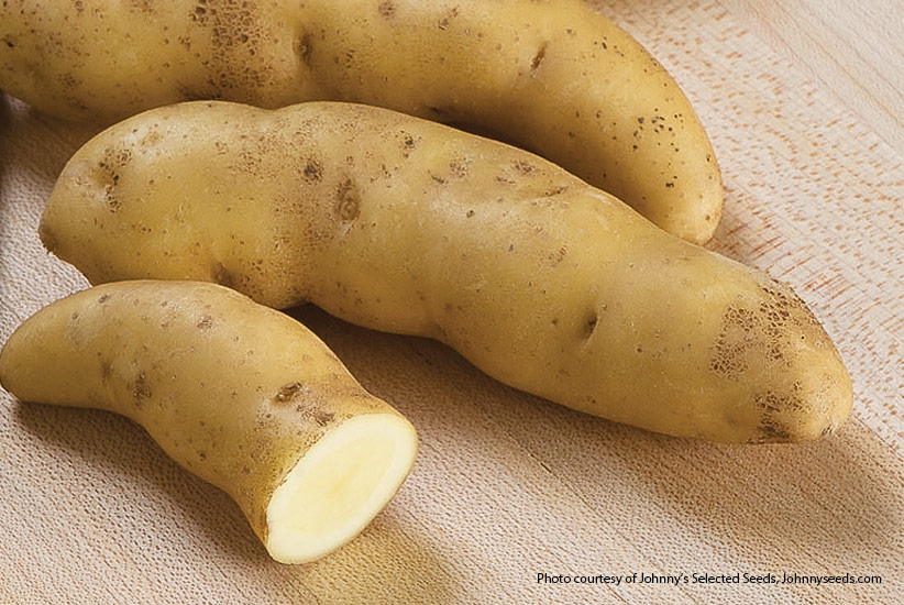 Fingerling potato: 'Russian Banana' is a fingerling potato with yellow skin.