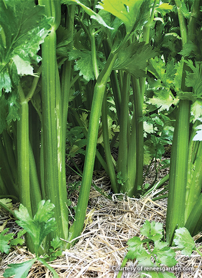 Merlin stalk celery (Apium graveolens)
