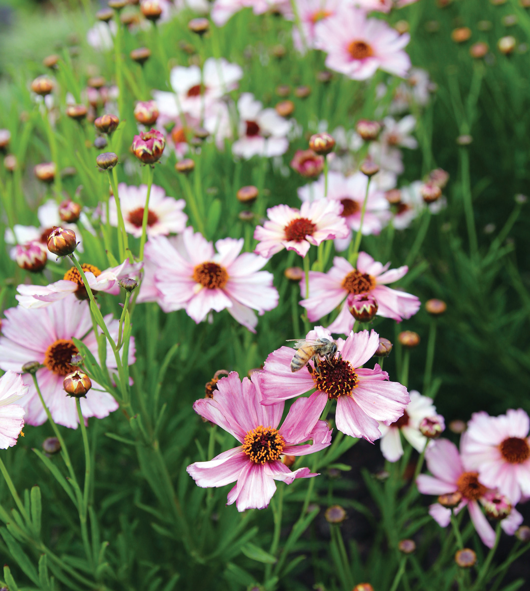Nova Opal Coreopsis courtesy of Terra Nova Nurseries: A new powdery mildew–resistant threadleaf coreopsis, 'Opal' is a pretty update on this classic bloom. Courtesy of Terra Nova Nurseries