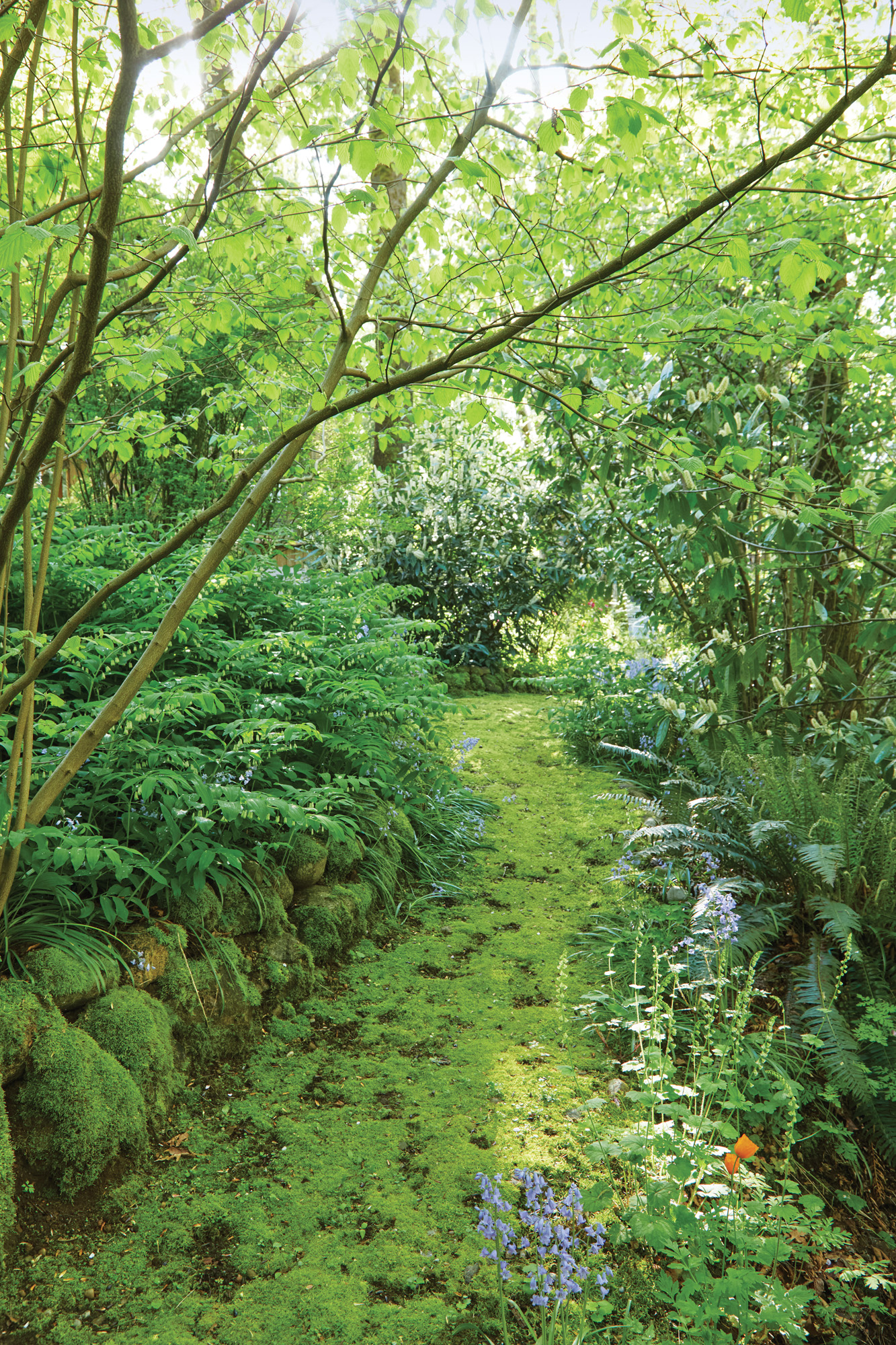GG186 FG Staunton mossy garden path: Once a stone’s been placed, after a year
or two it might be covered in so much moss that the couple
has to remove some so they can still see the rock.