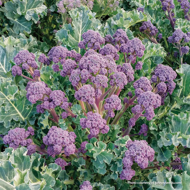 'Bonarda’ broccoli courtesy of Johnny's Select Seeds: Seed catalogs
have a wider variety of broccoli cultivars, such as purple ‘Bonarda', above, that you may not be able to find in the garden center.