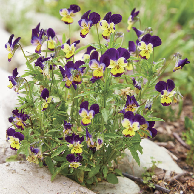 174-FG-reader-garden-winners-viola: The Johnny jump-ups reseeded from the backyard. Tingshu didn’t actually plant them in the front yard — somehow they made their way from the backyard borders!