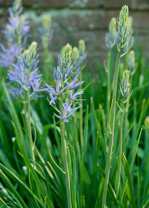  Camassia, Camassia quamash: Camassia is a tall-growing bulb sure to catch your eye.