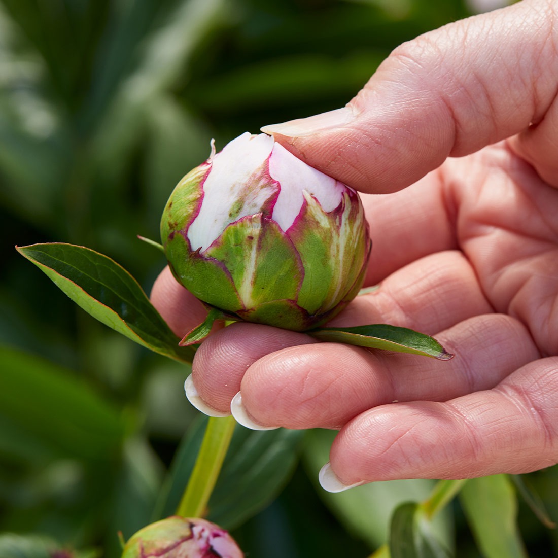peony-saving-tip-1100x1400: To choose which peony bloom to save for later, gently press the peony bud with your thumb to see if it has reached the marshmallow stage.