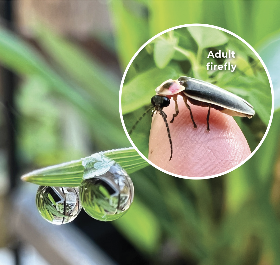 Adult firefly and water droplets