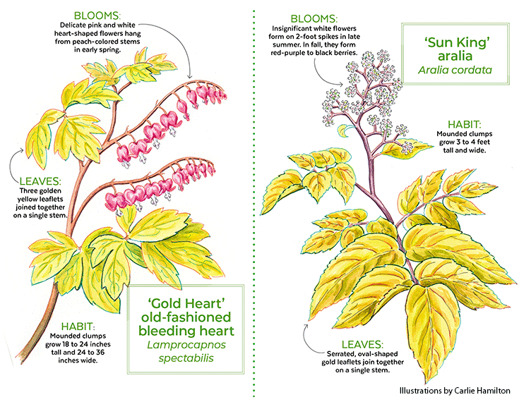 This or that Gold Foliage Illustrations with labels