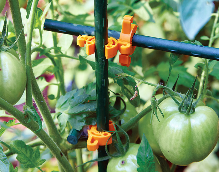 C-bite clips on a trellis with tomatoes