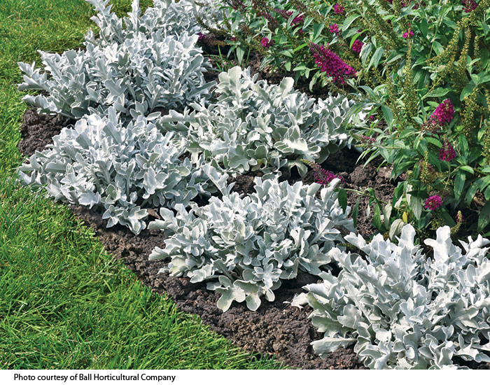 Silver swirl snowflake dusty miller: Keep the edge of the border looking crisp with the bright silver foliage of 'Silver Swirl' snowflake dusty miller.
 