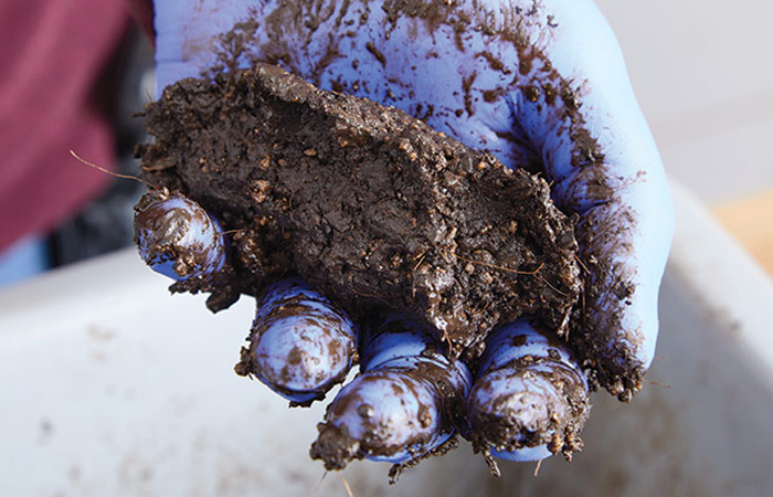 Moistened Soil block mixture :Moistened mix should hold its shape when you squeeze it.