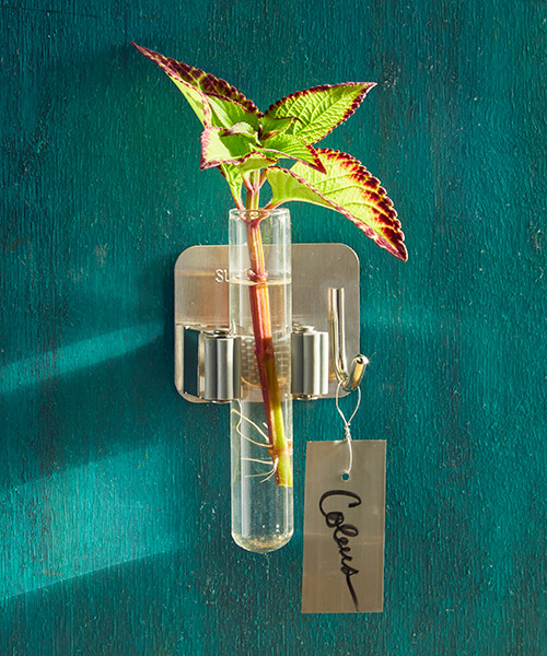 Coleus cutting in a test tube of water on the wall: Hang a label with the plant name on the hook to keep track of your 
cuttings.