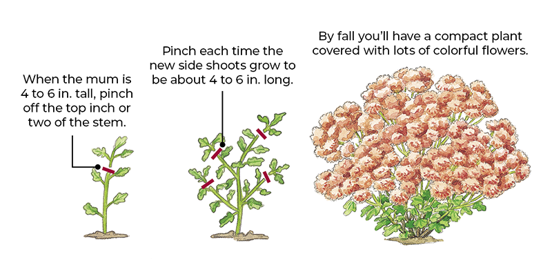 How to pinch mums for a more mounded habit illustration: Pinching growing tips multiple times throughout the season will produce a more mounded habit for your mums.