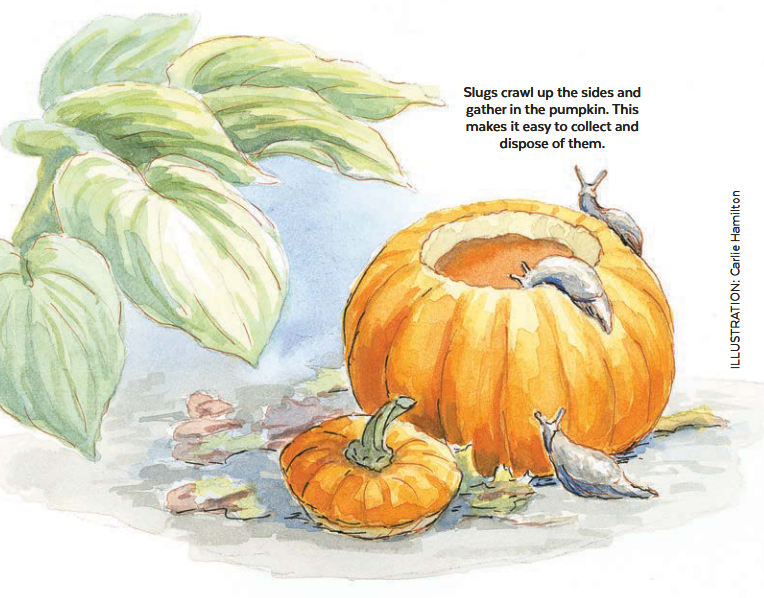 GG149 Pumpkin illustration Tip by Carlie Hamilton: Slugs crawl up the sides and gather in the pumpkin. This makes it easy to collect and dispose of them.