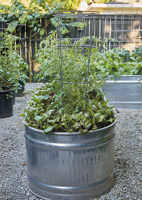 Galvanized raised garden bed with tomato plants