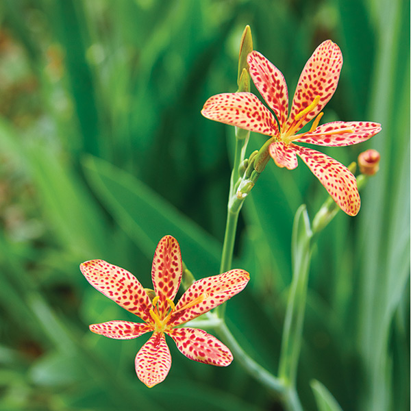 Blackberry lily blooms: Most blackberry lilies are orange with dark speckles like this one, but there are varieties that are solid orange or even yellow.