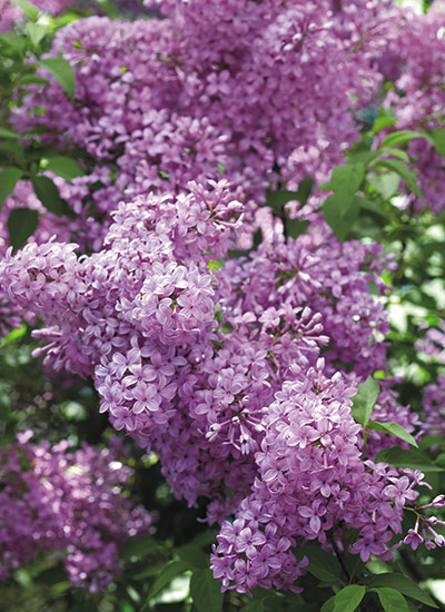 Lilac (Syringa spp. and hybrids)