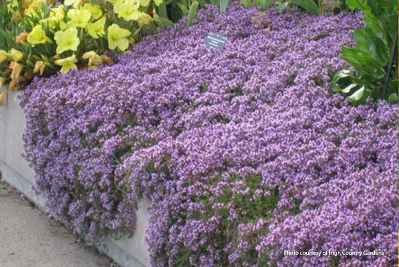 Creeping Thyme in flower: 'Pink Creeping Thyme' makes a great drought-tolerant ground cover.