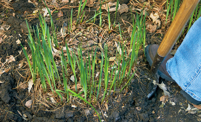 how-to-divide-plants-with-dead-centers-dig-up-clump: This Siberian iris has developed a dead spot in the middle of the clump which is a good sign it's time to divide.