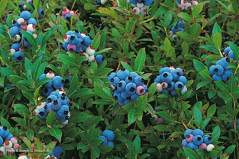 Lowbush blueberry (Vaccinium angustifolium laevifolium)