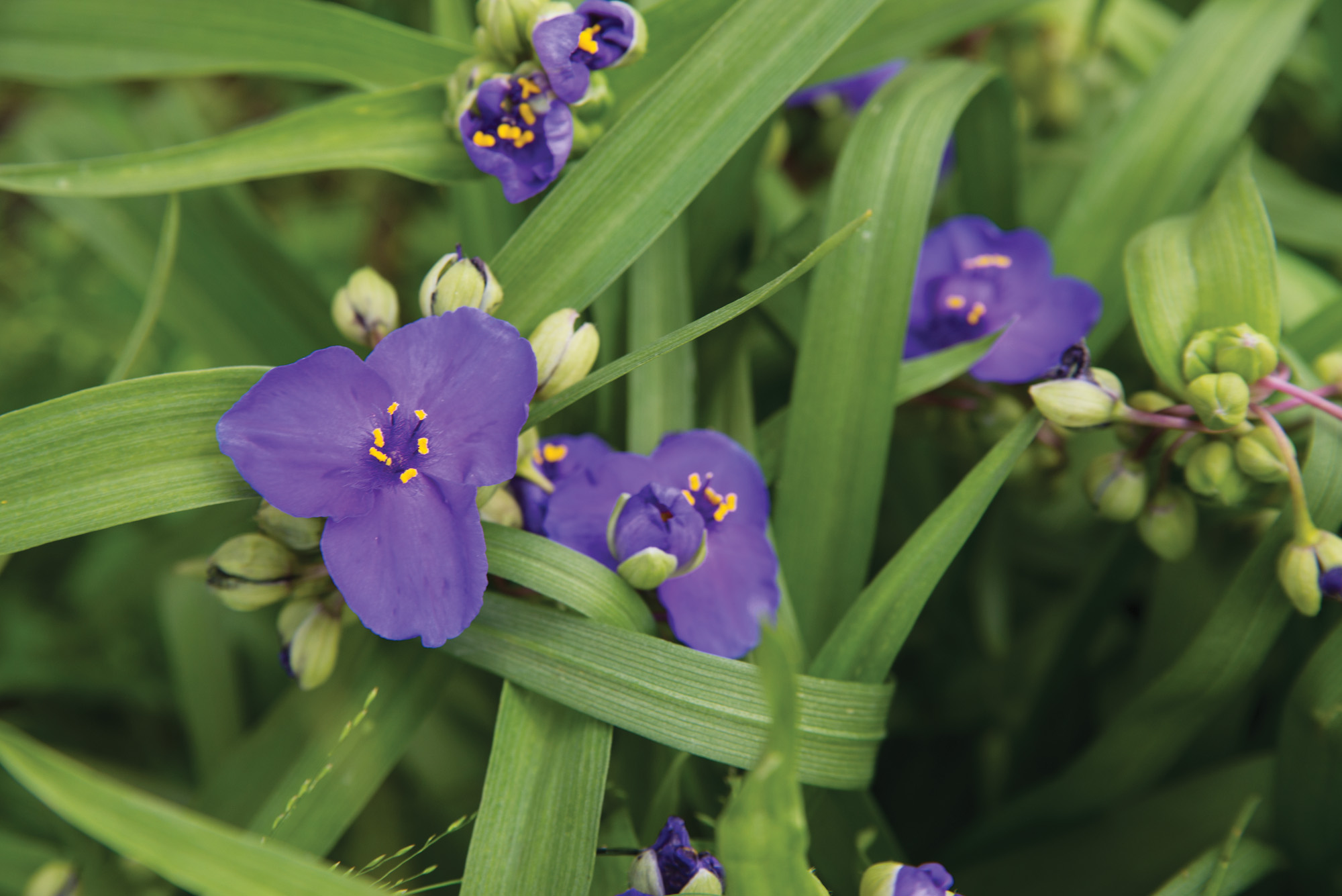 GG186 Spiderwort AdobeStock alexlaz: Photo by stock.adobe.com, alexlaz