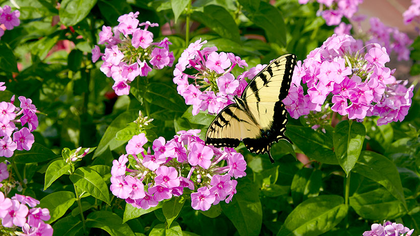 butterfly-plants-web-extra-70-lead: A tiger swallowtail butterfly rests on garden phlox