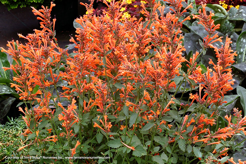 Agastache (Agastache ‘Kudos Mandarin’)