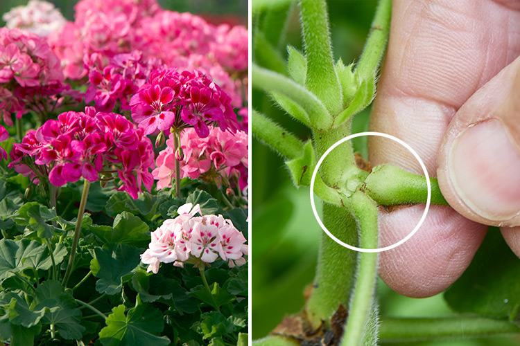 geranium flowers and how to deadhead them: To deadhead geraniums just snap the flower stem sideways to break it off close to a leaf node. 