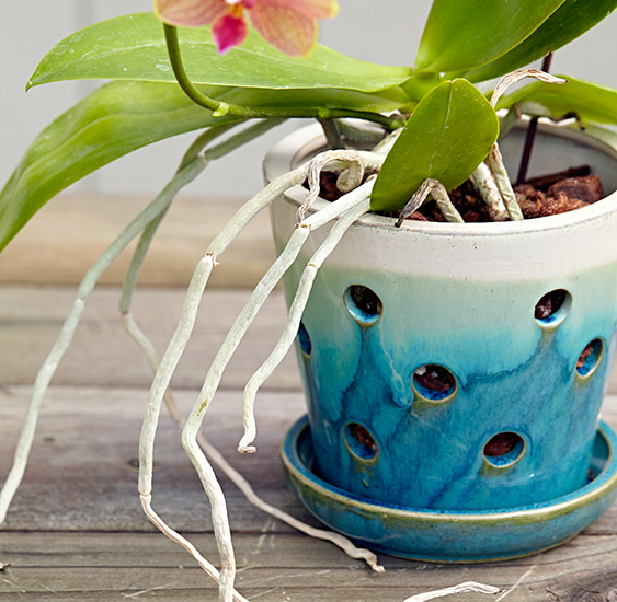 ht-repot-orchid-right-pot: Orchids need good drainage and air movement to their roots. If you’re looking to repot an orchid, choose an orchid pot, like this one.