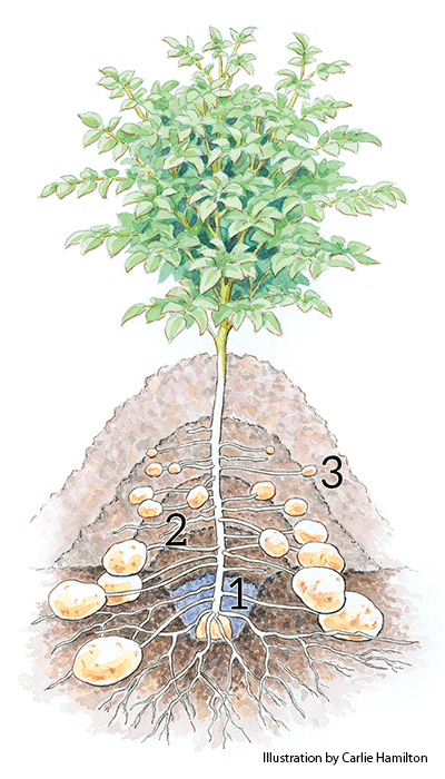 how-to-plant-potatoes-hilling-method-illustration-steps