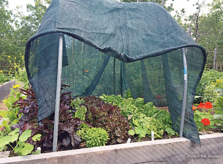 Shade cloth used over a vegetable garden bed: Both shade cloth (above) and row covers can be used to block light for a short 
period of time to help encourage better germination of summer-sown 
seeds.