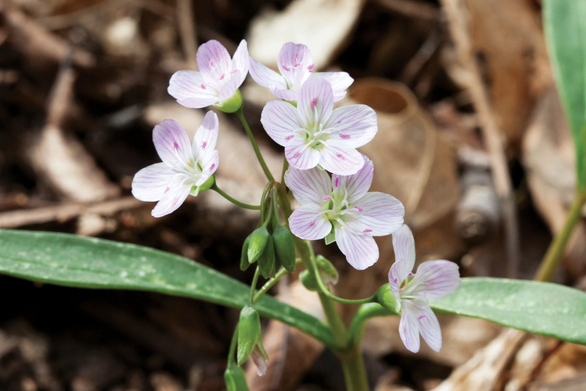 Spring Beauty flower Claytonia virginica 2 Radnor Lake: Long-lasting native spring beauty flowers can bloom for many weeks in woods and lawns throughout a wide native range. The seeds “go ballistic” and eject themselves up to several feet away, but ants also play a role in seed dispersal.
