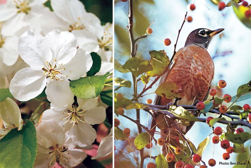 6-plants-birds-love-Flowering-Crabapple: Flowering crabapple trees have fragrant blooms in spring and berries in fall that attract birds like the American Robin.