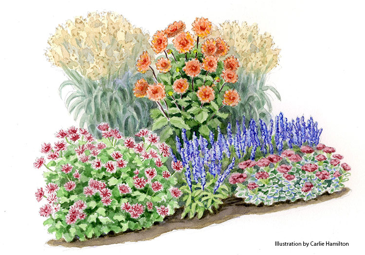 Nicholas dahlia fall garden bed illustration: This colorful combination will reward you with lovely fall color and winter interest in your garden border.