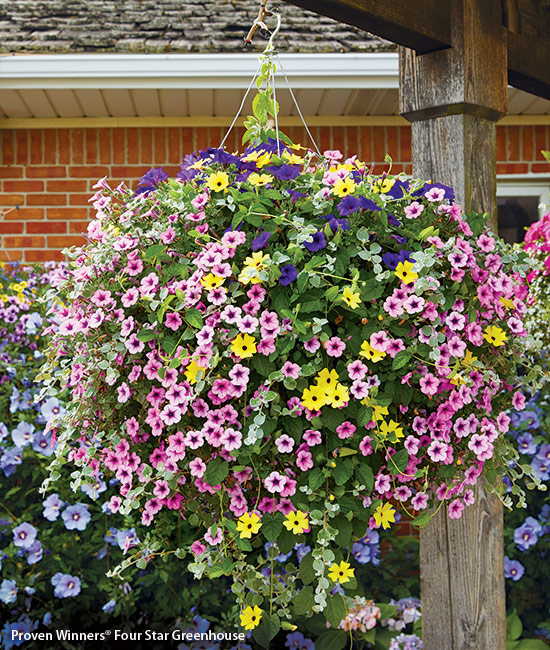 Hanging planter with petunia and black-eyed susan vine taken at Proven Winners® Four Star Greenhouse: Petunias in this hanging basket are self-cleaning, meaning spent flowers drop off and you don't have to take time to snip them off to keep the basket looking great. 