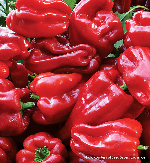 ‘Ausilio Thin Skin Italian’ pepper