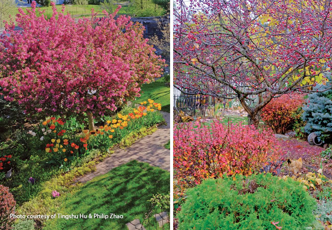 174-FG-reader-garden-winners-crabapple-spring-fall: 'Prairie Fire' flowering crabapple has multiple seasons of interest. Here it is in spring (left) and in fall (right).