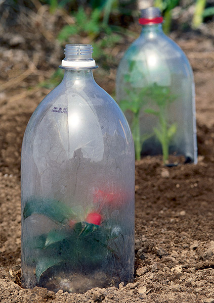 ht-p-make-a-soda-shorter: Your soda bottle cloche will help keep critters and temperature from harming your new plants.