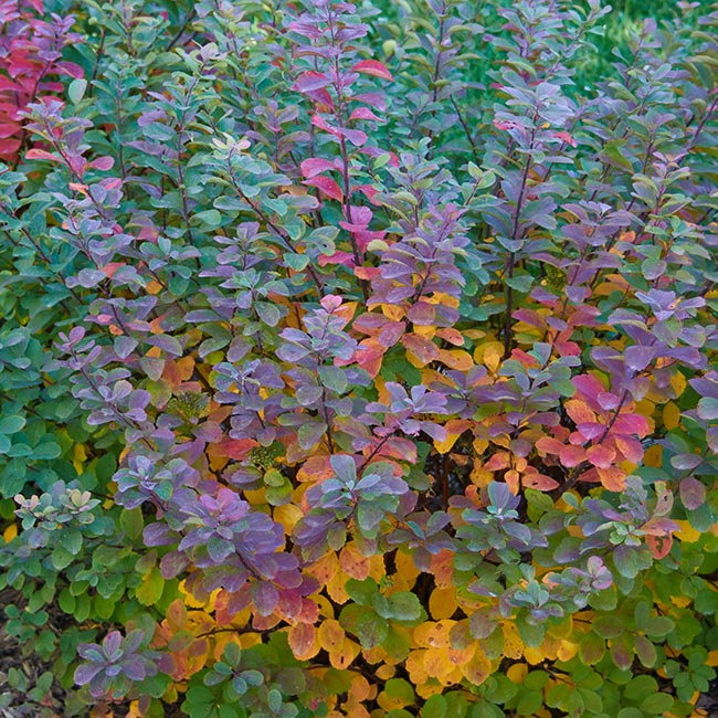 guide-to-spirea-tor-foliage:‘Tor’ birchleaf spirea’s fall foliage is a technicolor transition.