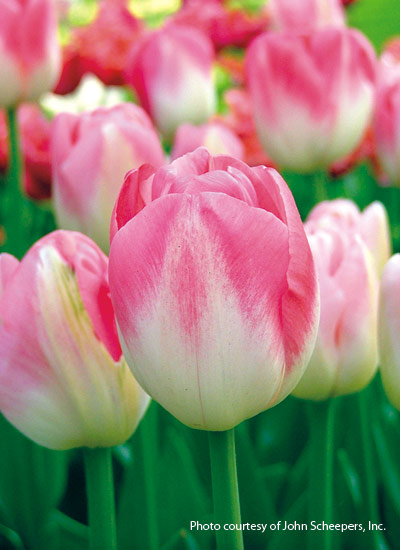 ‘Dreamland’ tulip