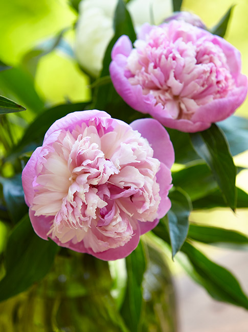 fp-pg-hold-over-peonies-Vase: Cut peonies when they're in bud or just opening to get the longest-lasting bouquet. 