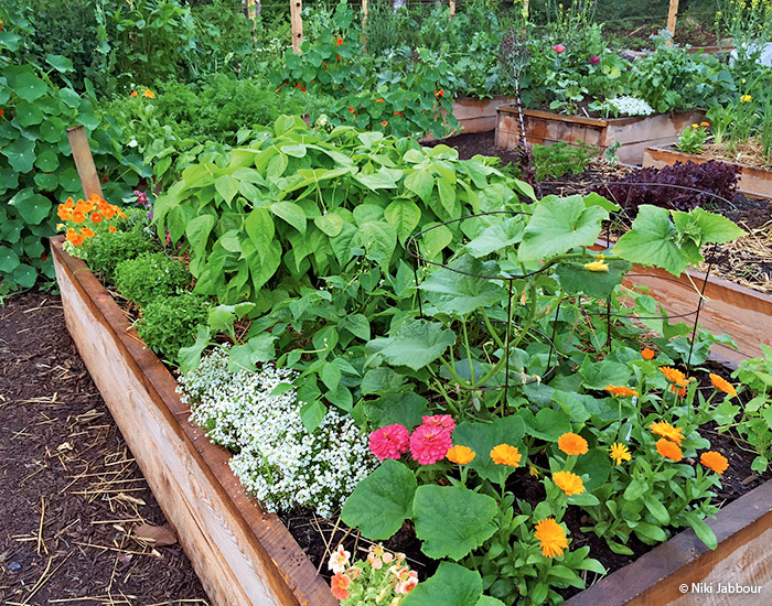 raised wood garden bed by Niki-Jabbour: In small vegetable gardens, the soil is especially important. Fill raised beds with equal parts garden soil and compost.