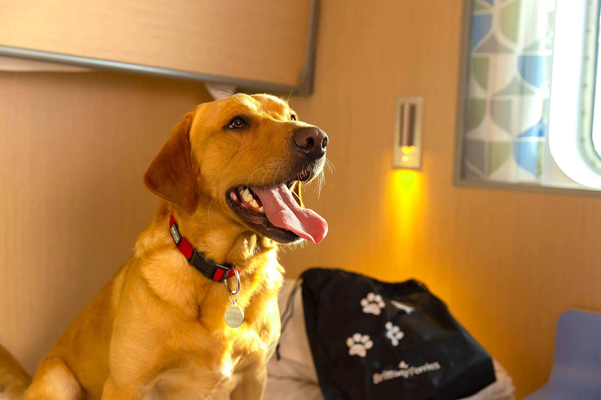 Pet-friendly cabins with Brittany Ferries 澳洲幸运10十168体彩开奖网